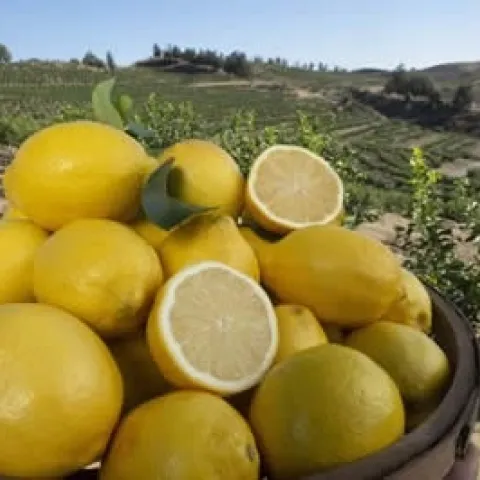seedless lemon 3x9