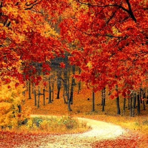 fall-leaves
