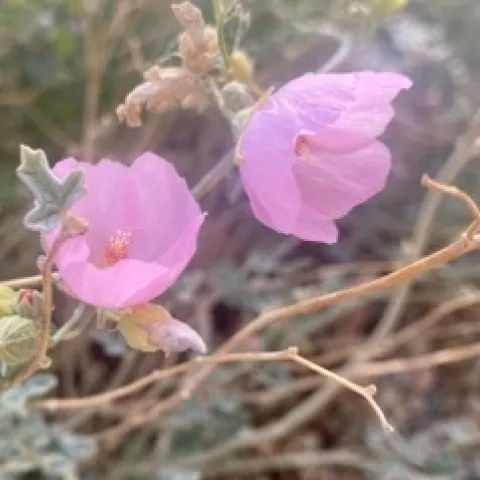 2 pink flowers