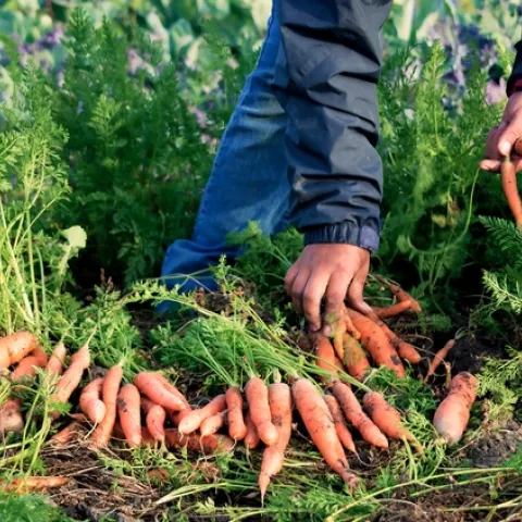 Carrots