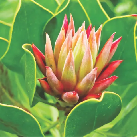 Turmeric plant