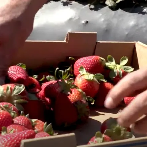 Fresas
