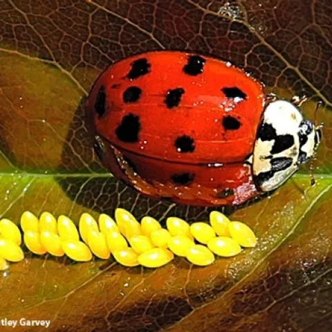 A lady beetle and her eggs in a Vacaville garden. Everything in nature is connected, says Frédérique Lavoipierre. If you have no aphids, no lady beetles or soldier beetles for you. (Photo by Kathy Keatley Garvey)