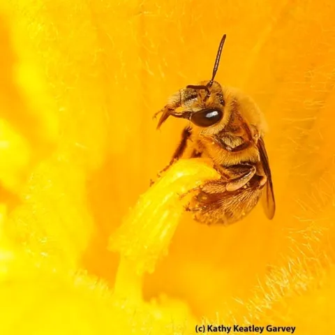 The squash bee, Peponapis pruinosa, is a specialist that pollinates only the cucurbits or squash family, Cucurbitaceae. (Photo by Kathy Keatley Garvey)