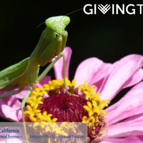 Giving Tuesday