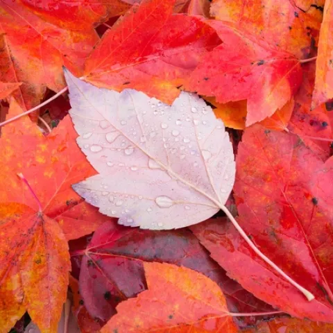 fall leaves