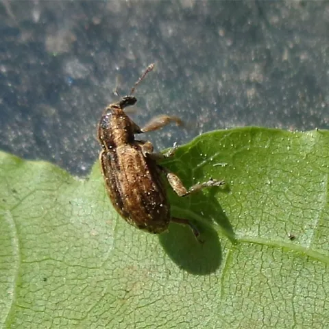 This is the alfalfa weevil, Hypera postica. Randa Jabbour of the University of Wyoming will discuss her research on the pest at her UC Davis seminar on Jan. 5. (Image courtesy of Wikipedia, AfroBrazilian)