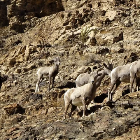 sheep