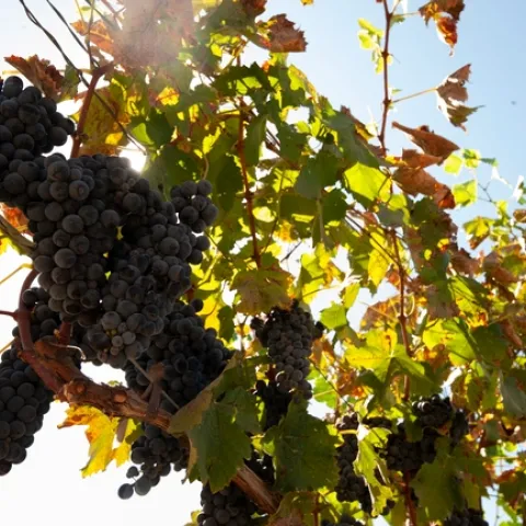 Grapevines