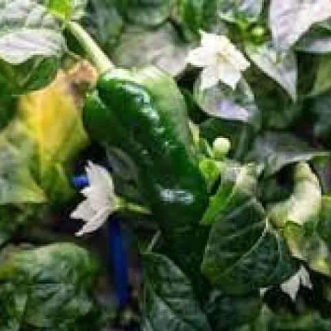 peppers in space