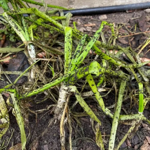 Black aphids