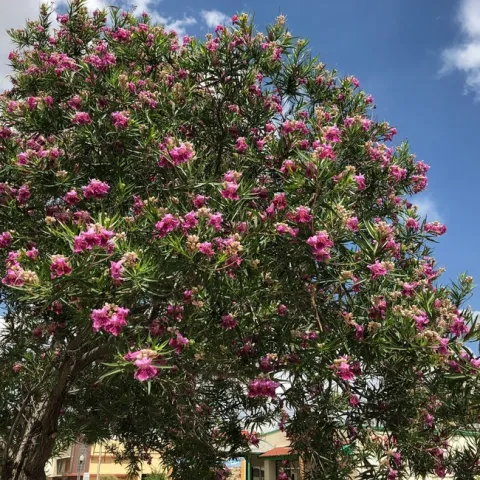 photo of 'Bubba' Desert Willow