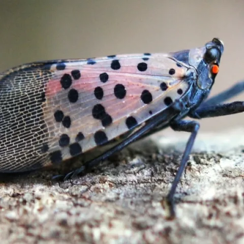 Spotted Lanternfly adult