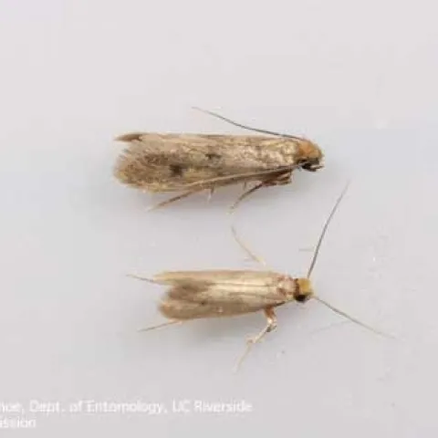 Clothes moths