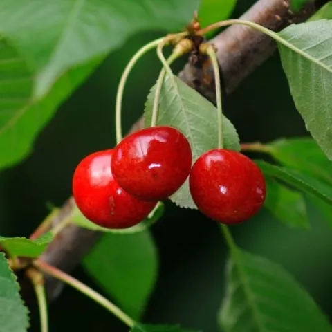 Three red cherries hanging from a tree with green leaves.