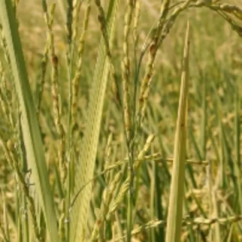 Weedy rice