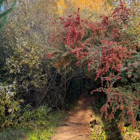 Cotoneaster