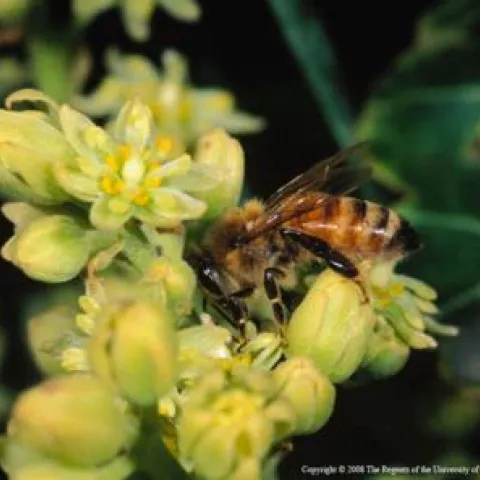 bee avocado flower