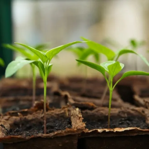 young seedling plants
