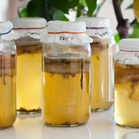 Kombucha - ColoStateUniversity