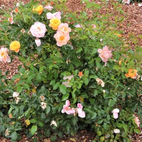 Carpet Rose