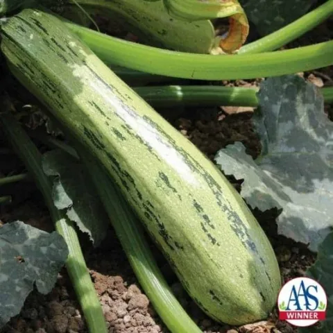 Squash Bossanova hybrid. Photo AAS