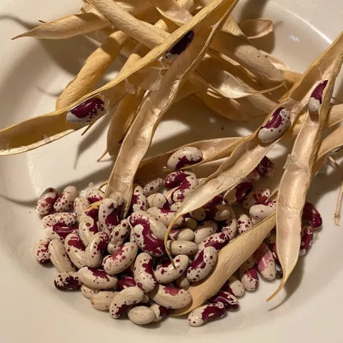 Bean seeds by Hillie Salo