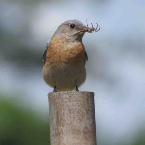 Western Bluebird with lunch, Maren S. Smith