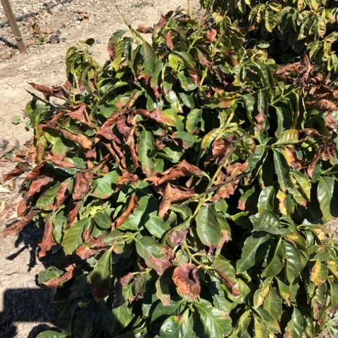 coffee frost cloer