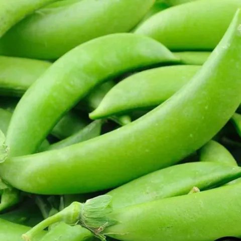 pisum sativum