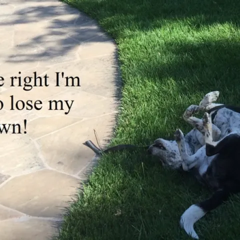 Doggone Right