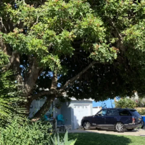 properly selected and placed urban trees cool urban heat islands. Prioritize water use for them over annuals and other shorter-lived plants.