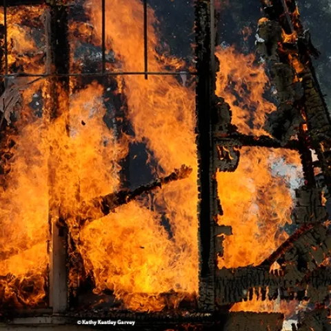 Every year, some 10,000 burn victims in the United States undergo an acute inflammatory reaction and die of burn-related infections, according to the Centers for Disease Control and Prevention. This image is of a UC Davis Fire Department control burn of an abandoned home-turned lab. It was last used as an avian lab research facility. (Photo by Kathy Keatley Garvey)