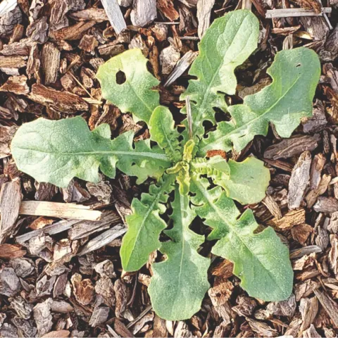 Sowthistle
