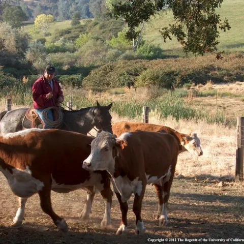 SFREC MovingCows