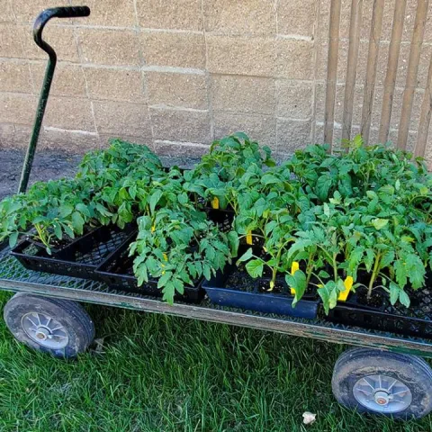 A garden cart lets you move the seedlings around easily, by Kristine Lang, South Dakota State