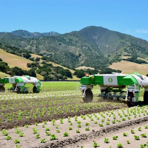 Two Naio Dino robots weed a vegetable field.