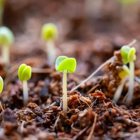 Seedlings-pxfuel