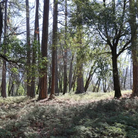 Forest