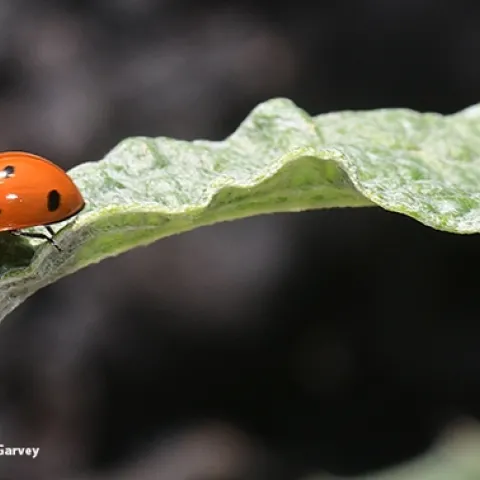 This lady beetle, aka ladybug, appears to ponder its next move. (Photo by Kathy Keatley Garvey)