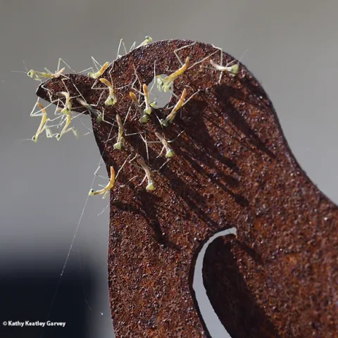 Praying mantis nymphs, Stagmomantis limbata, scatter on a metallic quail sculpture near where they hatched the afternoon of April 9 in Vacaville, Calif. (Photo by Kathy Keatley Garvey)