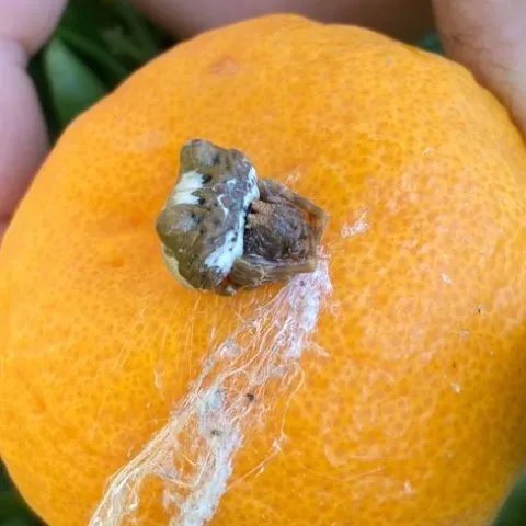 bolas spider citrus