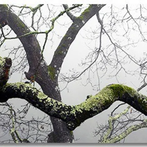 LichensAndMoss
