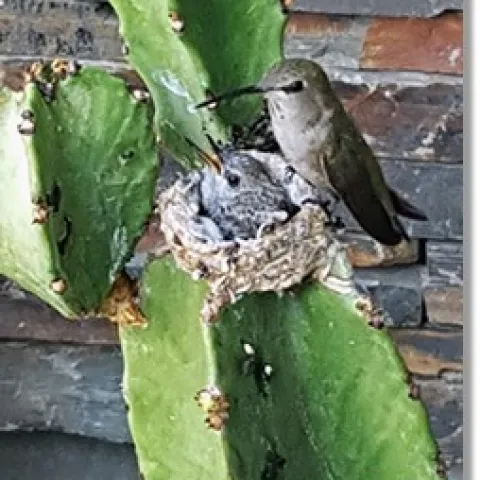GardenWildlife-01