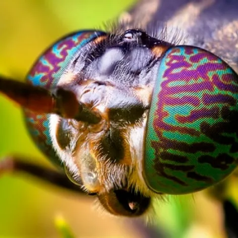 Soldier Fly (Flickr, Thomas Shahan)