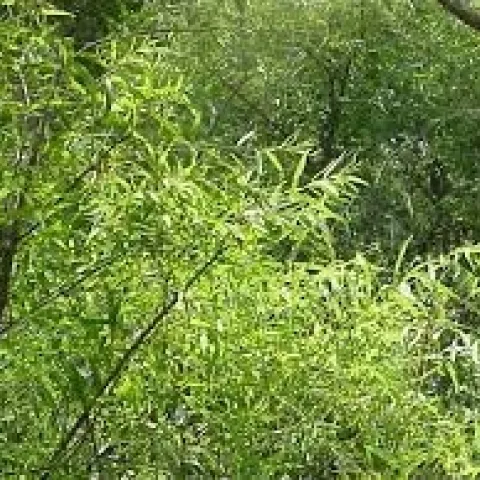 drooping willow