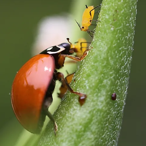 A lady beetle (aka ladybug) chowing down on oleander aphids. (Photo by Kathy Keatley Garvey)