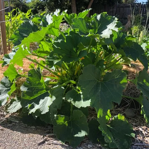 Squash