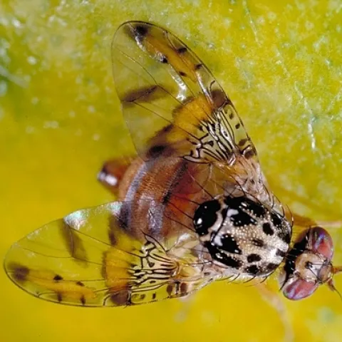 The Mediterranean fruit fly, Ceratitis capitata. (Image by Jack Kelly Clark for UC Statewide Integrated Pest Management Program, UC Agriculture and Natural Resources)