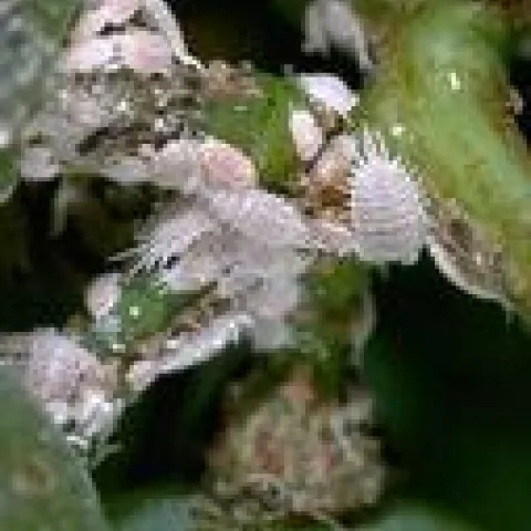 Mealybugs - Courtesy UCANR